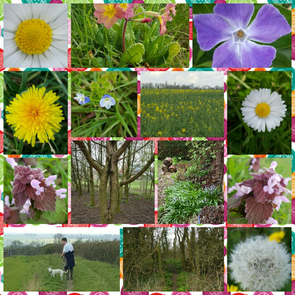 Sharron's garden