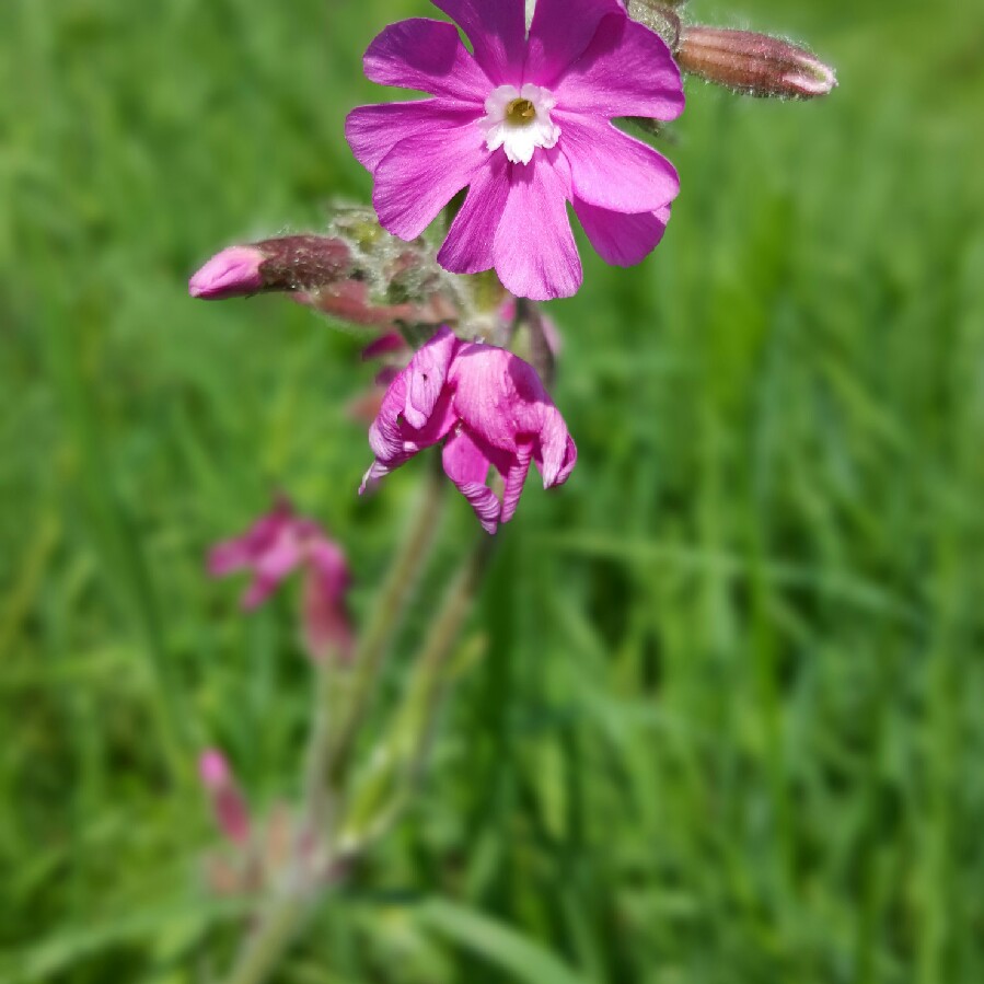 Red Campion