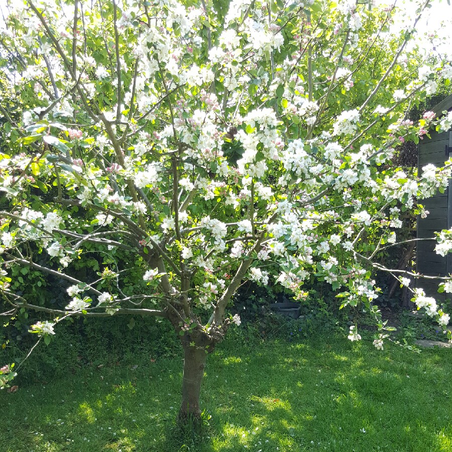 Plant image Malus domestica 'James Grieve'