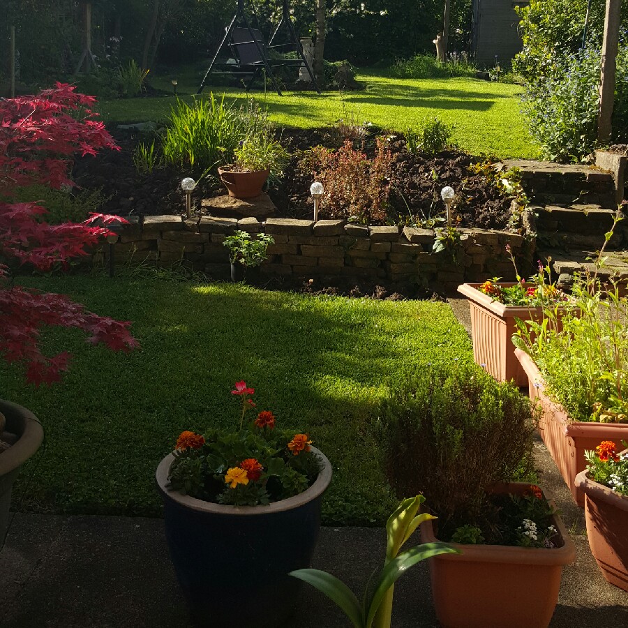 Sharron's garden
