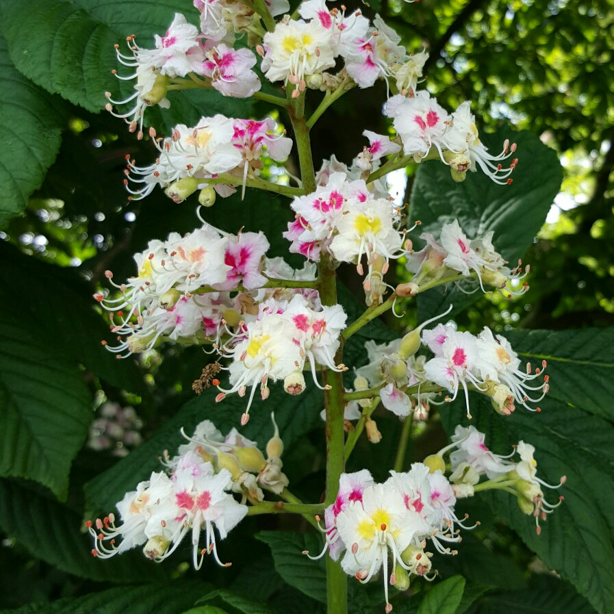 Horse Chestnut