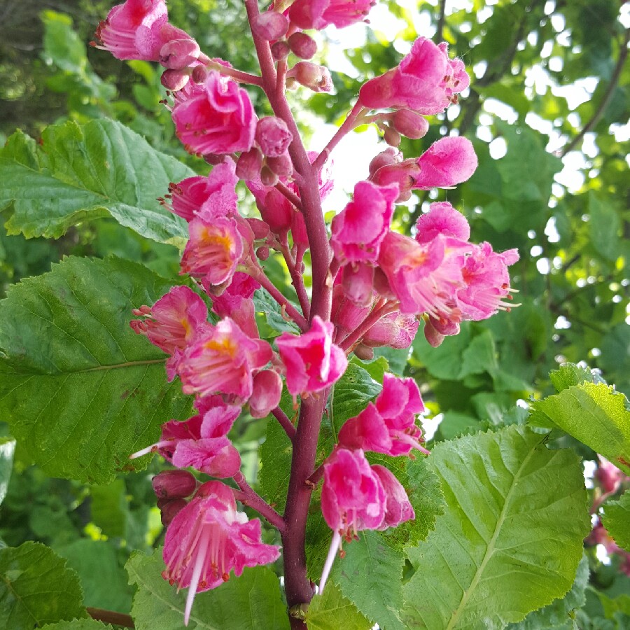 Horse Chestnut