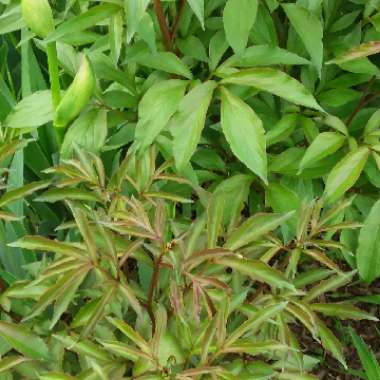 Paeonia