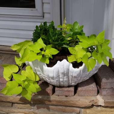 Ipomoea Batatas