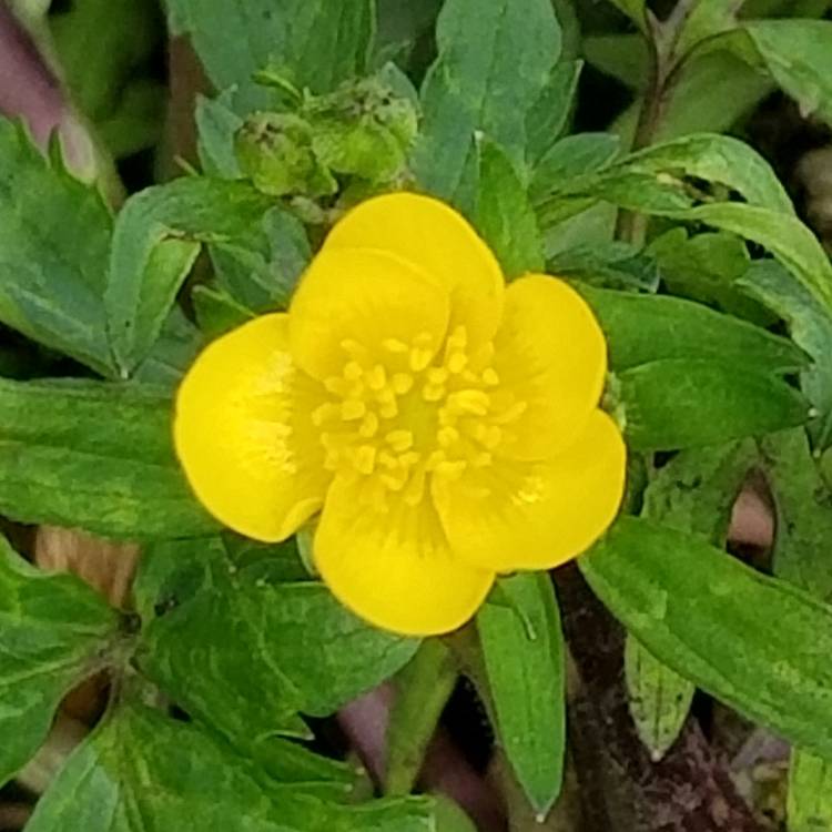 Plant image Ranunculus repens