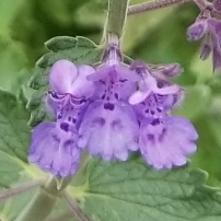 Nepeta