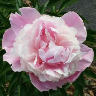 Paeonia