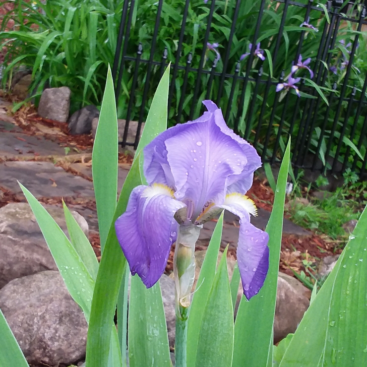 plant image 1080767