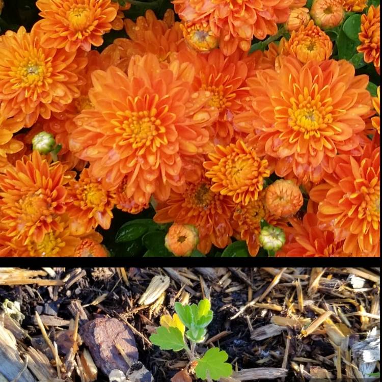 plant image 1086270