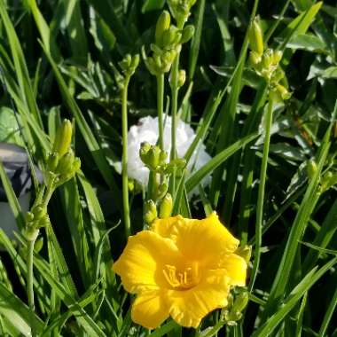 Hemerocallis 'Stella De Oro'