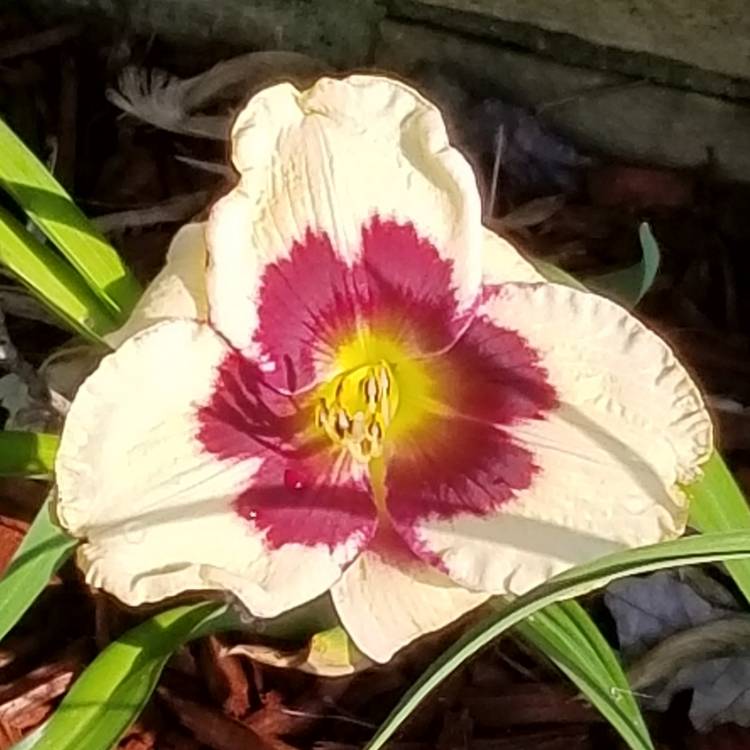 Plant image Hemerocallis 'Moussaka'