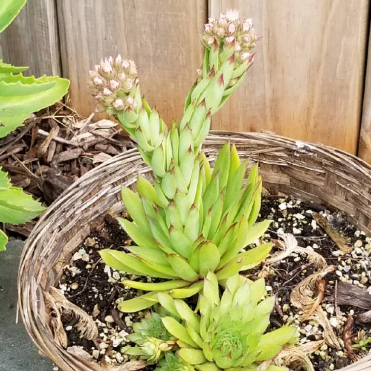 Plant image Jovibarba arenaria