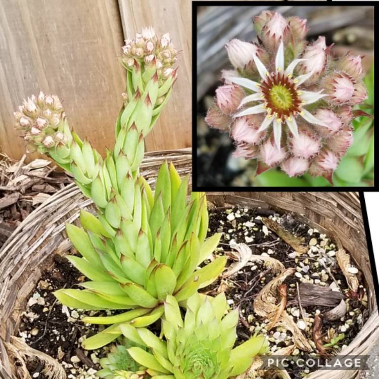 plant image 1107776