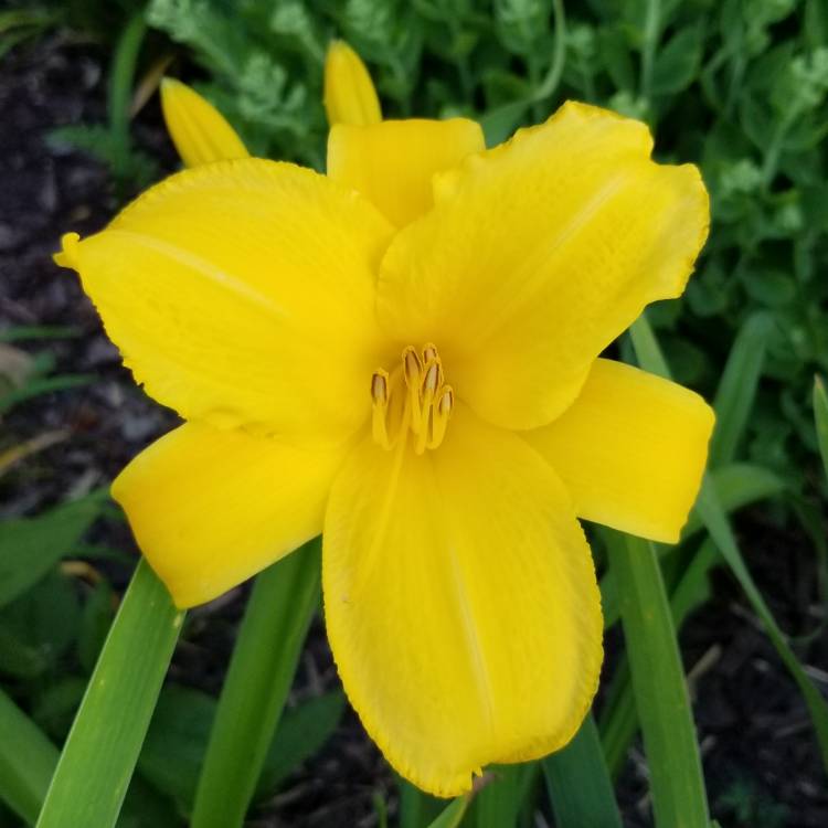 Plant image Hemerocallis 'Mary Todd'