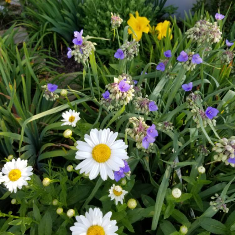 plant image 1108986