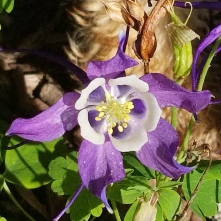 plant image 1110101
