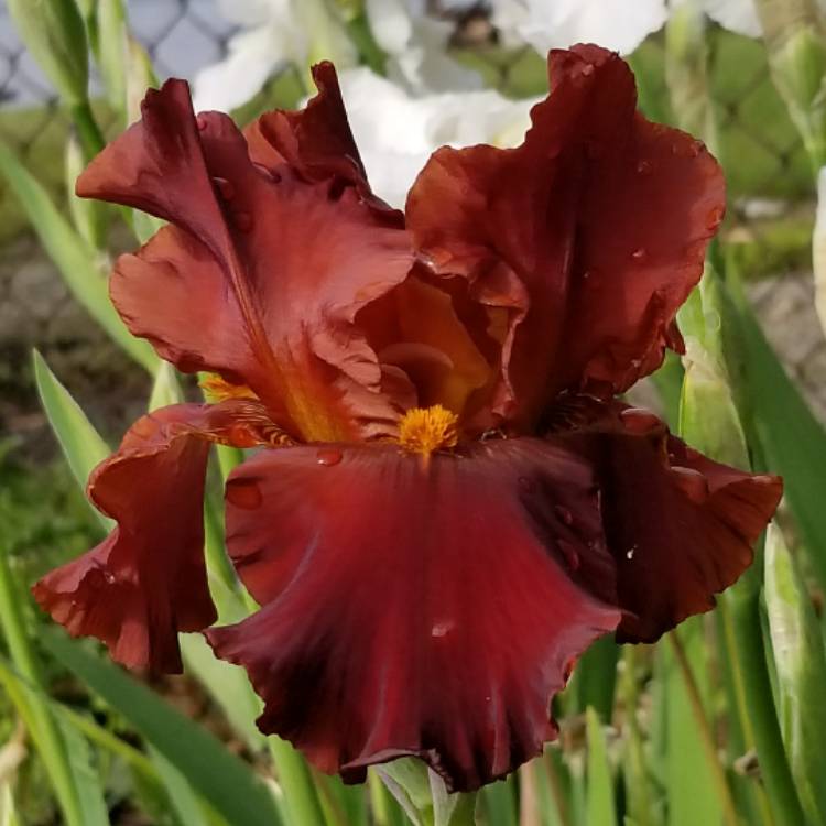 plant image 1317017