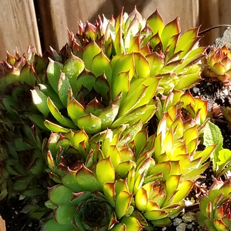 plant image 1317026