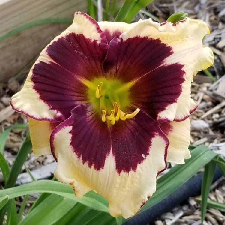 plant image 1344486