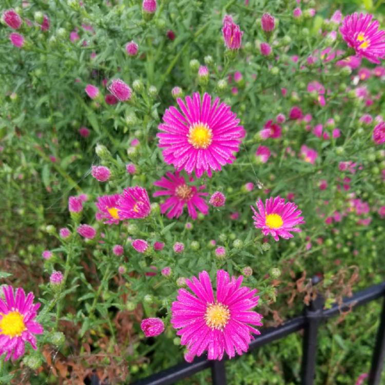 plant image 1391567