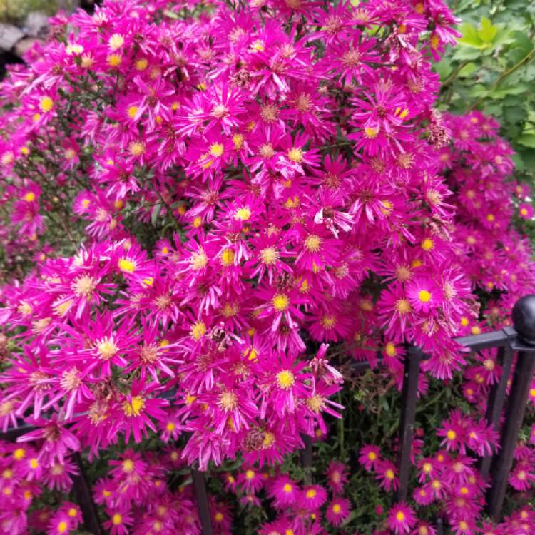plant image 1398349