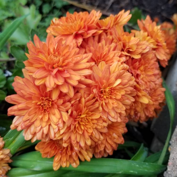 plant image 1398350