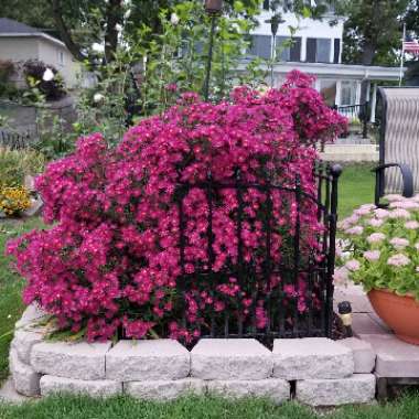 Aster novi-belgii 'Winston Churchill'