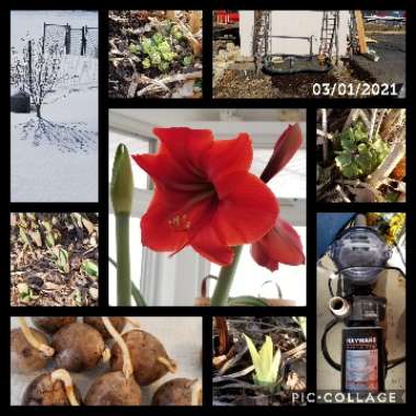 Laura's garden