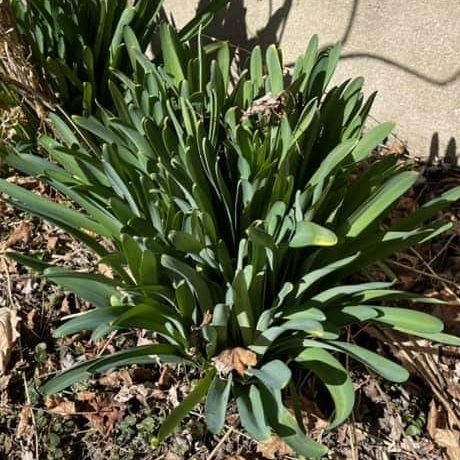 plant image 1453390
