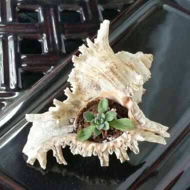 Echeveria