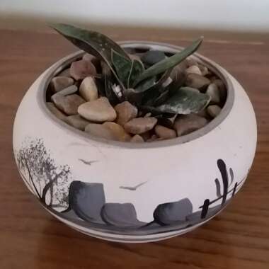 Gasteria