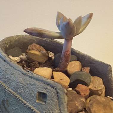 Echeveria