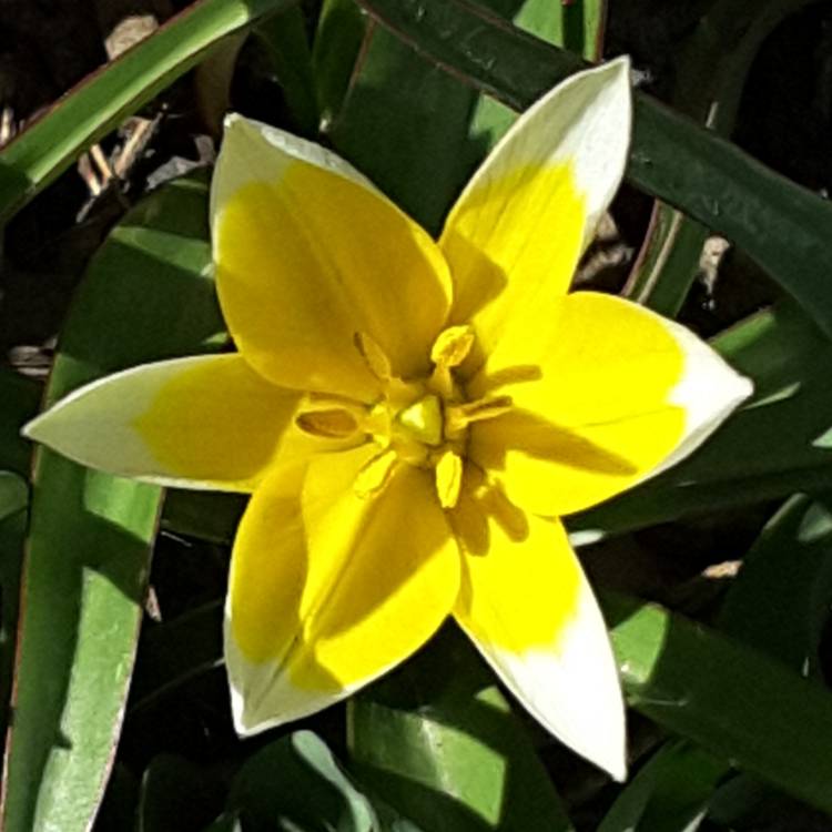 plant image 676963