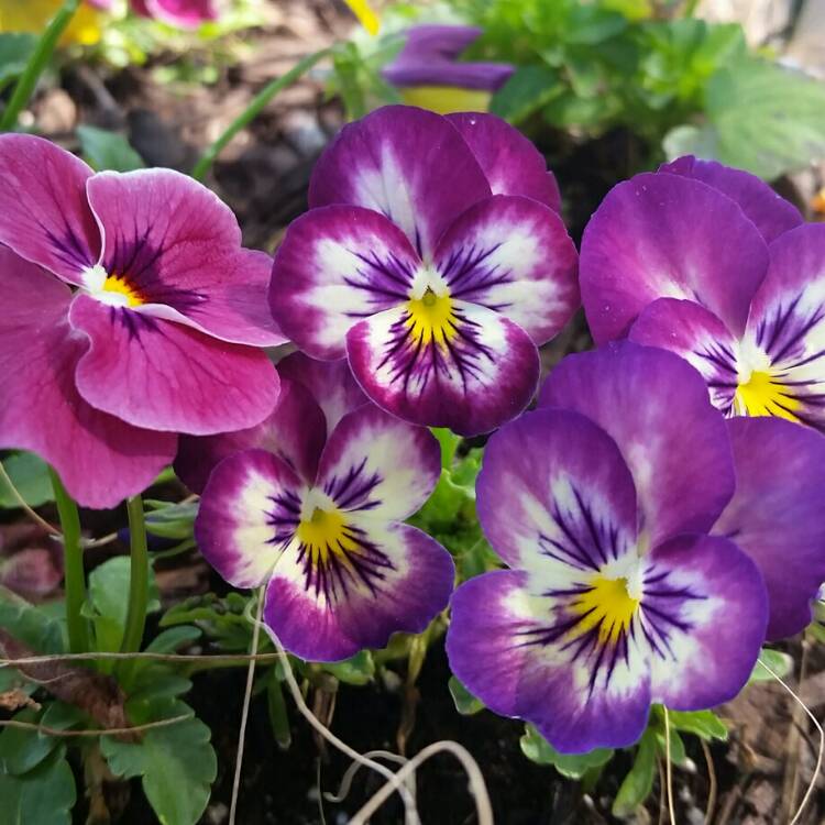 plant image 711729