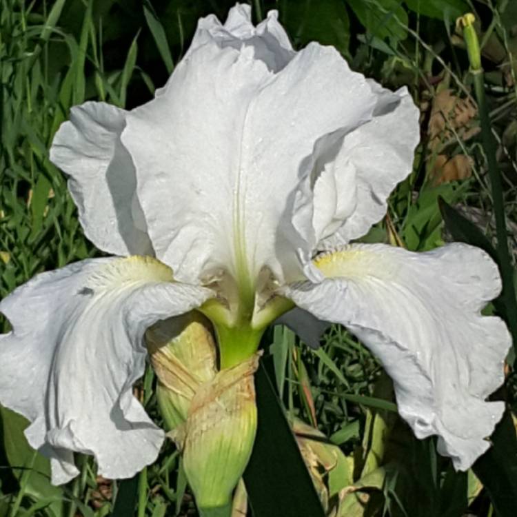 plant image 712635 plant image 712635