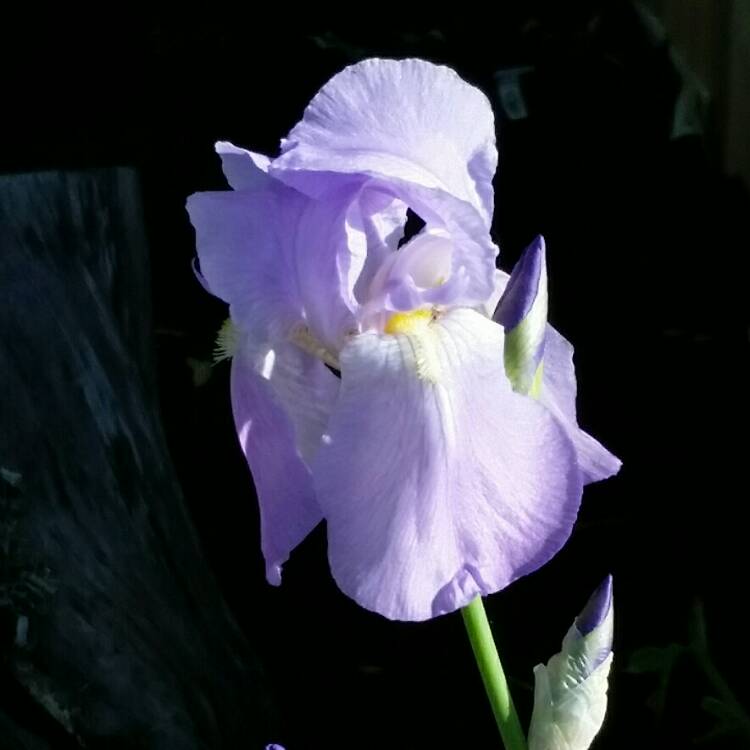 plant image 715942