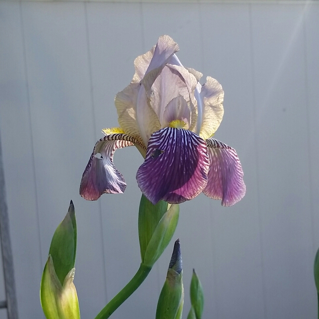 plant image 716032