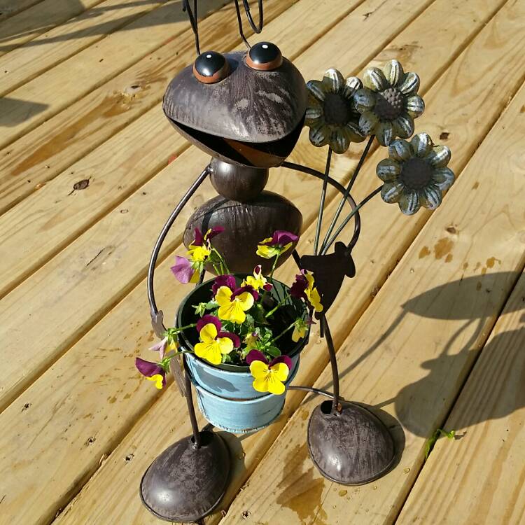 plant image 722800