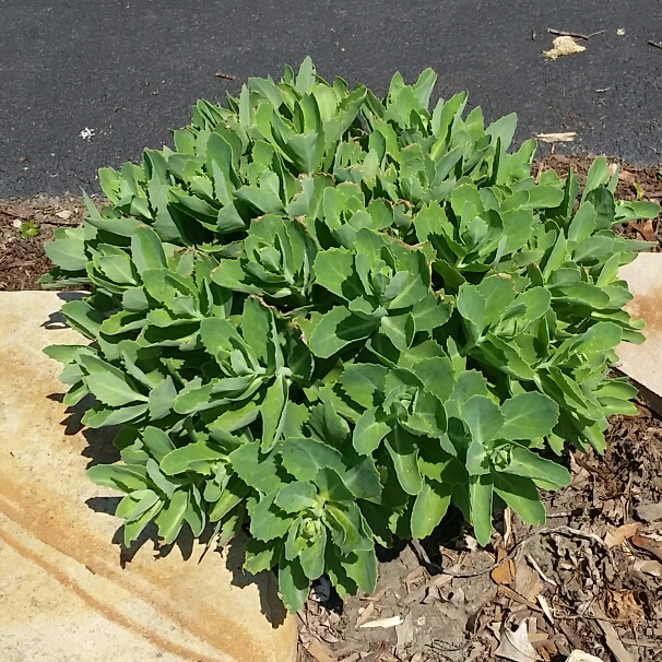 plant image 731258 plant image 731258