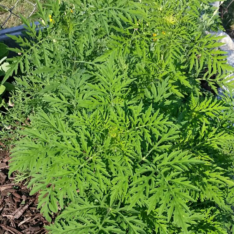 Plant image Ambrosia artemisiifolia