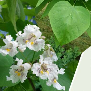 Catalpa speciosa  syn. Catalpa cordifolia