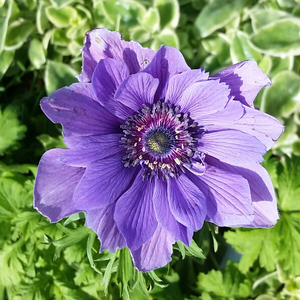 Plant image Anemone coronaria (Saint Bridgid Group) 'Lord Lieutenant'