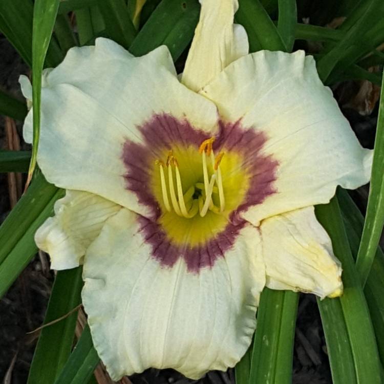 Plant image Hemerocallis 'Baby Moon Cafe'