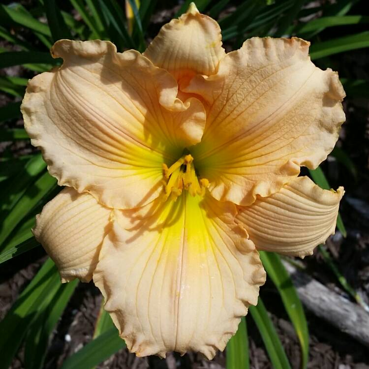 plant image 772946