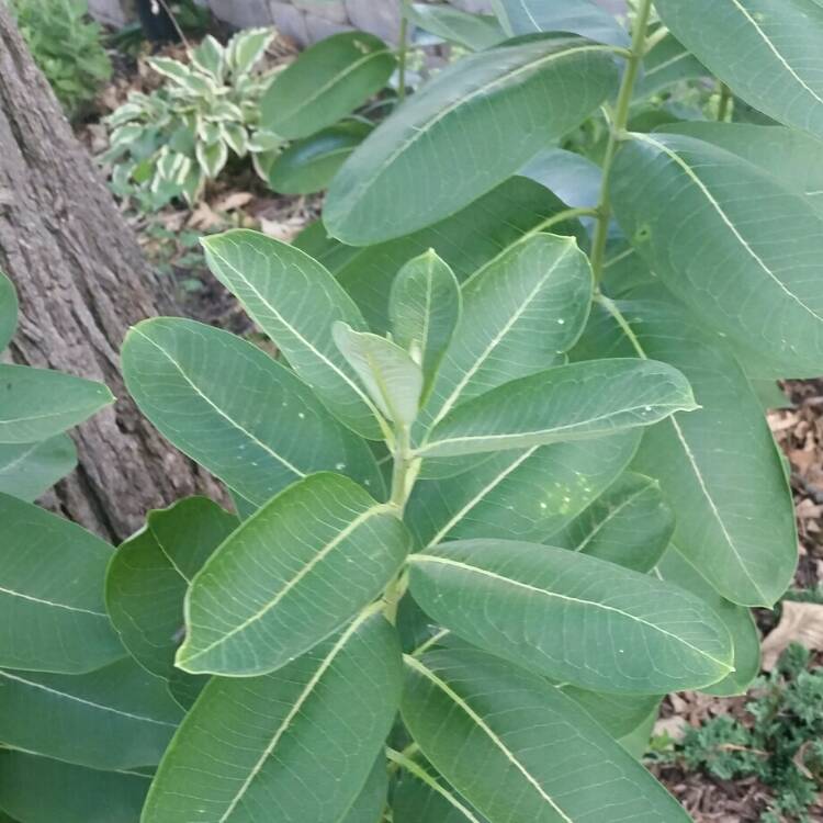 Plant image Asclepias
