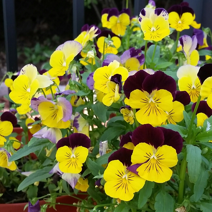 plant image 797402