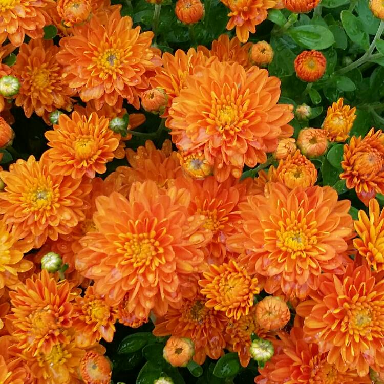 plant image 853458