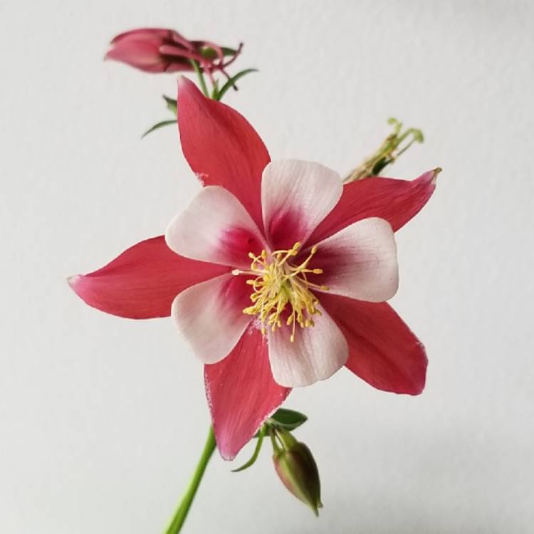 plant image 981859