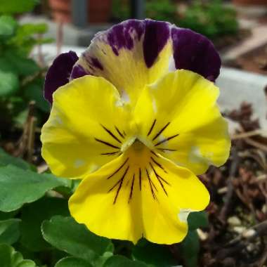 Viola x wittrockiana