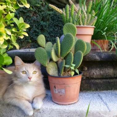 Ada's garden
